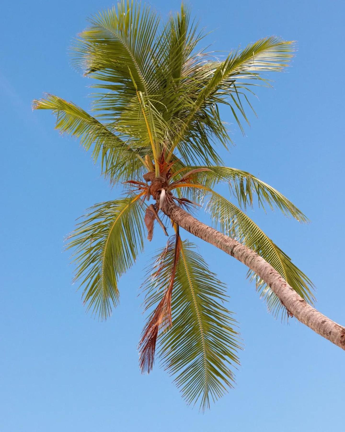 Kudhi Boli Beach House ثولوسدو المظهر الخارجي الصورة