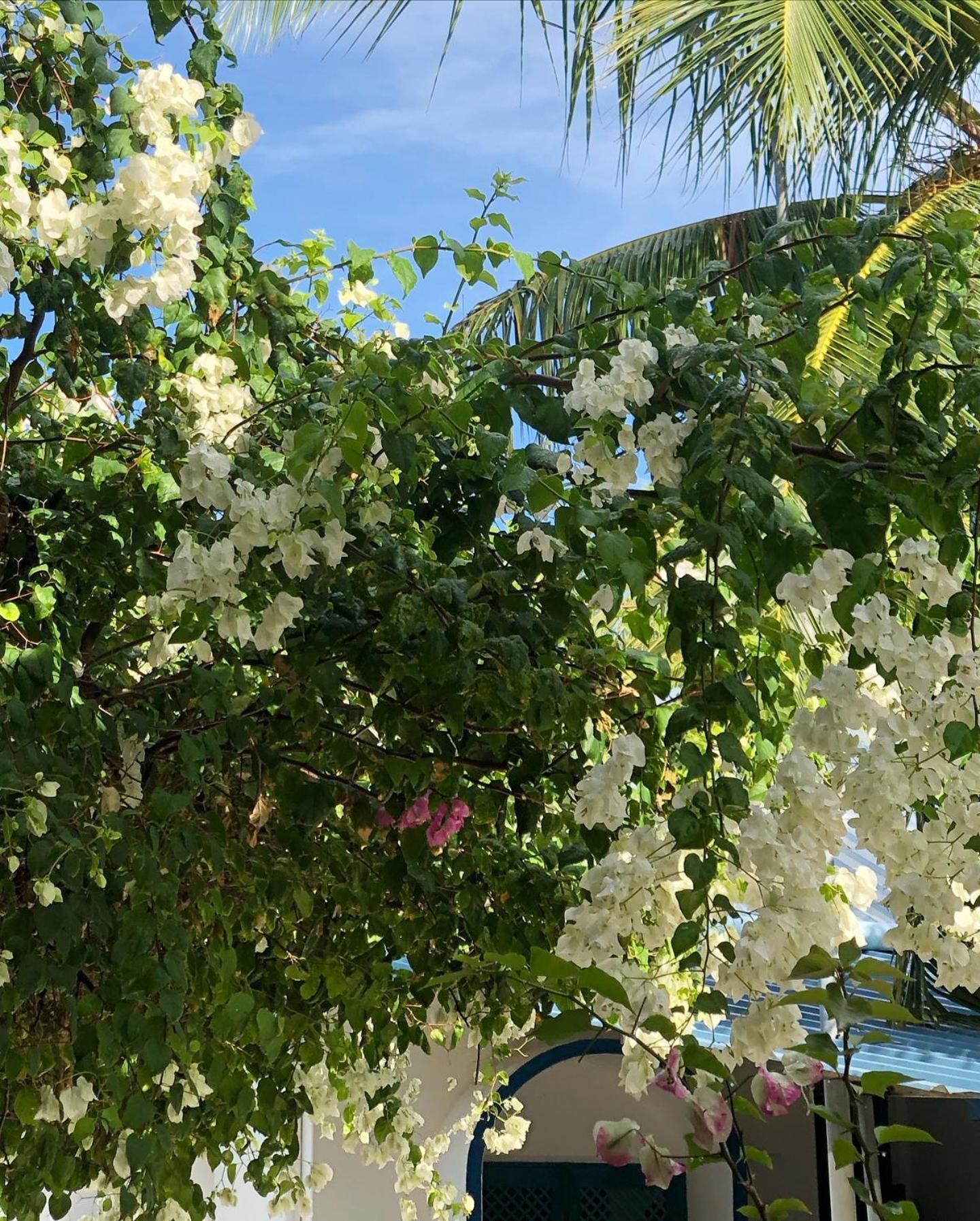 Kudhi Boli Beach House ثولوسدو المظهر الخارجي الصورة